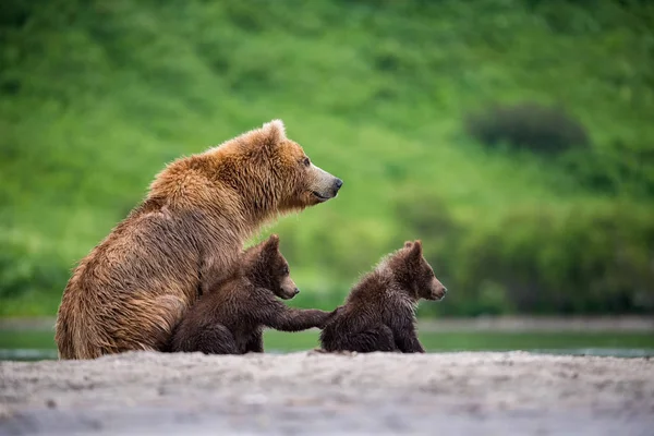 Kamchatka Bruine Beer Ursus Arctos Beringianus Vangt Zalmen Bij Kuril — Stockfoto