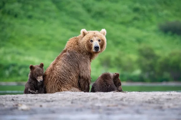 Kamçatka kahverengi ayısı Ursus arctos beringianus Kamçatka 'daki Kuril Gölü' nde somon yakalar.