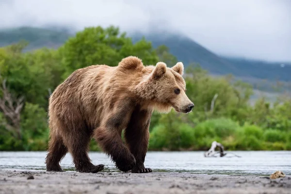 Urso Pardo Camchatka Ursus Arctos Beringianus Apanha Salmões Lago Kuril — Fotografia de Stock