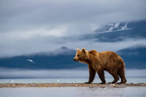 Kamçatka Kahverengi Ayısı Ursus Arctos Beringianus Kamçatka Daki Kuril Gölü — Stok fotoğraf