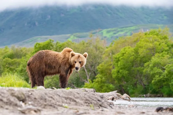 Kamtjatka Brunbjörn Ursus Arctos Beringianus Fångar Laxar Vid Kurilsjön Kamtjatka — Stockfoto