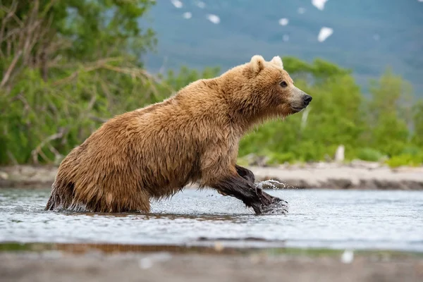 Kamczatka Niedźwiedź Brunatny Ursus Arctos Beringianus Połów Łososia Jeziorze Kuril — Zdjęcie stockowe