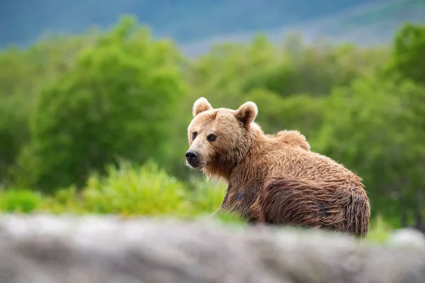 Камчатский Бурый Медведь Ursus Arctos Beringianus Ловит Лосося Озере Курил — стоковое фото