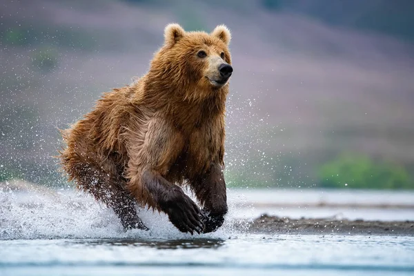 Oso Pardo Kamchatka Ursus Arctos Beringianus Captura Salmones Lago Kuril —  Fotos de Stock