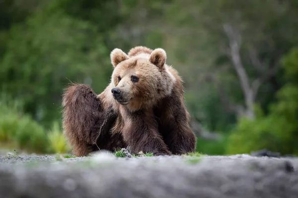 Kamczatka Niedźwiedź Brunatny Ursus Arctos Beringianus Połów Łososia Nad Jeziorem — Zdjęcie stockowe