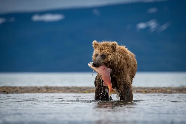 Oso Pardo Kamchatka Ursus Arctos Beringianus Captura Salmones Lago Kuril —  Fotos de Stock