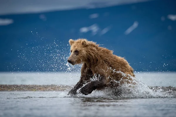 Oso Pardo Kamchatka Ursus Arctos Beringianus Captura Salmones Lago Kuril —  Fotos de Stock