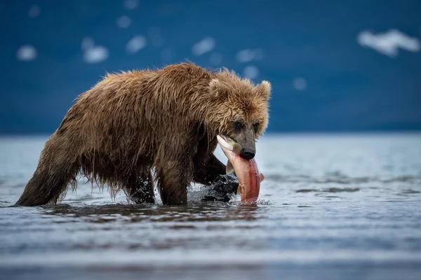 Kamçatka kahverengi ayısı Ursus arctos beringianus Kamçatka 'daki Kuril Gölü' nde somon yakalar.