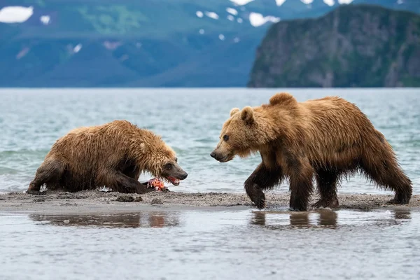 Oso Pardo Kamchatka Ursus Arctos Beringianus Captura Salmones Lago Kuril —  Fotos de Stock