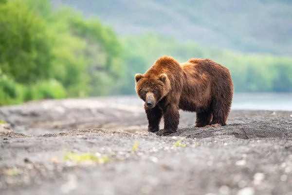 Oso Pardo Kamchatka Ursus Arctos Beringianus Captura Salmones Lago Kuril —  Fotos de Stock