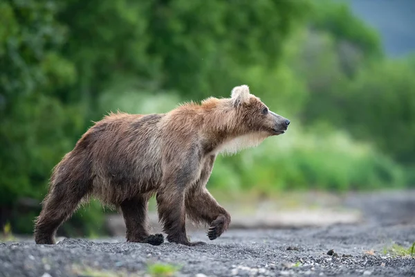 Kamchatka Brown Bear Ursus Arctos Beringianus Catches Salmons Kuril Lake — Stock Photo, Image