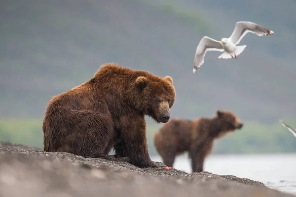 堪察加半岛棕熊在堪察加半岛的库里尔湖中捕捉到鲑鱼 在水里奔跑 动作如图所示 — 图库照片