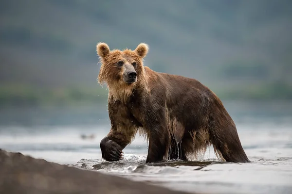 Камчатский Бурый Медведь Ursus Arctos Beringianus Ловит Лосося Озере Курил — стоковое фото