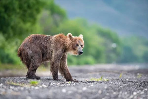 Kamchatka Brown Bear Ursus Arctos Beringianus Catches Salmons Kuril Lake — Stock Photo, Image