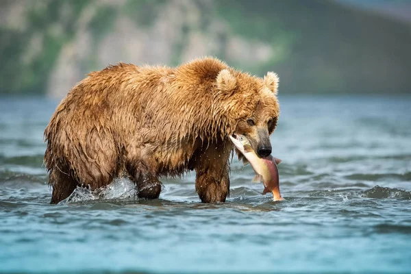 Kamçatka Kahverengi Ayısı Ursus Arctos Beringianus Kamçatka Daki Kuril Gölü — Stok fotoğraf