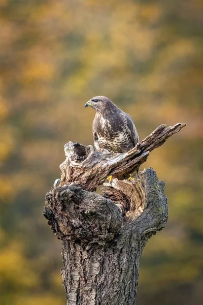 Common Buzzard Buteo Buteo Sitting Autumn Forest Typical Environment Wildlife — 스톡 사진