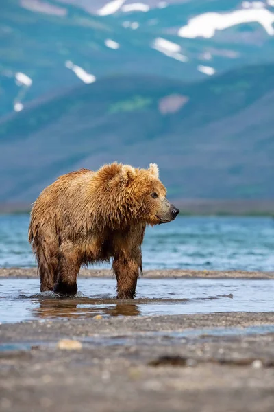 Коричневий Ведмідь Ursus Arctos Beringianus Ловить Лосося Озері Курил Камчатці — стокове фото