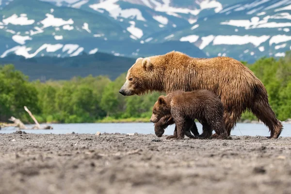 Kamčatka Medvěd Hnědý Ursus Arctos Beringianus Chytá Lososy Jezera Kuril Stock Obrázky