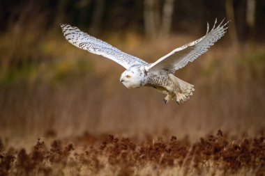 Nyctea scandiaca, Snowy owl The bird is flying above the ground in nice wildlife natural environment of North forest clipart