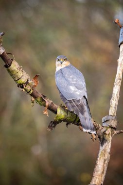 Bayağı atmaca, beuatiful renkli sonbahar çevre dalında oturan accipiter nisus. Pretty Renkli artalanları güzel bokeh ile zıt.