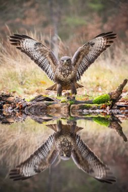 The Common Buzzard, Buteo buteo is is standing at the forest waterhole and preparing to drink, mirroring reflection on the surface, in the background is nice colorful bokeh of changing leaves, Czech Republic