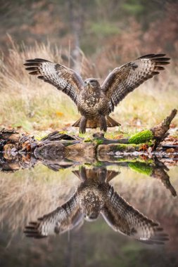The Common Buzzard, Buteo buteo is is standing at the forest waterhole and preparing to drink, mirroring reflection on the surface, in the background is nice colorful bokeh of changing leaves, Czech Republic