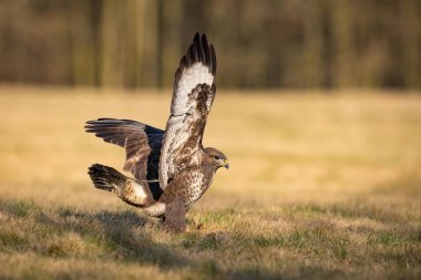 The Common Buzzard, Buteo buteo is sitting in the dry grass in autumn environment of wildlife. Golden light