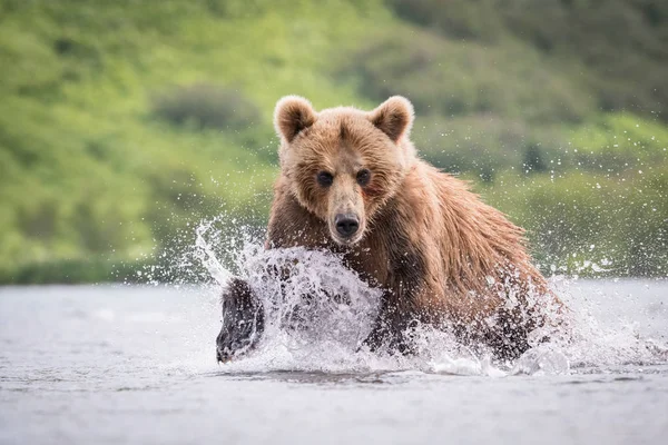 Urso Marrom Kamchatka Ursus Arctos Beringianus Captura Salmões Lago Kuril — Fotografia de Stock