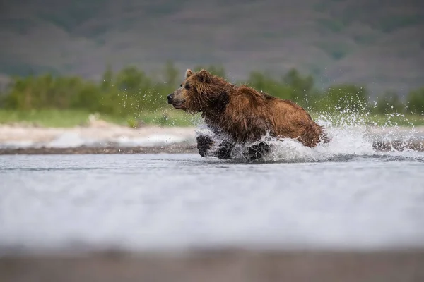 カムチャツカ ブラウン ベアー ウルス アルコス ベリンギウスはカムチャツカのクリル湖でサケを捕獲し 水中を走り 行動写真 — ストック写真
