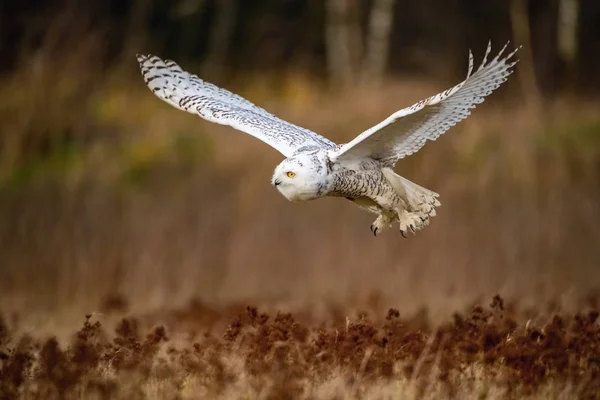 Nyctea Skandiaca Snowy Owl Pták Létá Nad Zemí Pěkném Přírodním — Stock fotografie