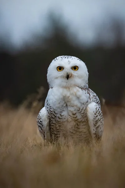 Nyctea Skandiaca Snowy Owl Pták Stojí Zemi Pěkném Přírodním Prostředí — Stock fotografie