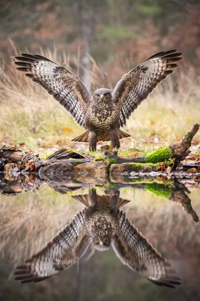 Common Buzzard Buteo Buteo Standing Forest Waterhole Preparing Drink Mirroring — Stock Photo, Image