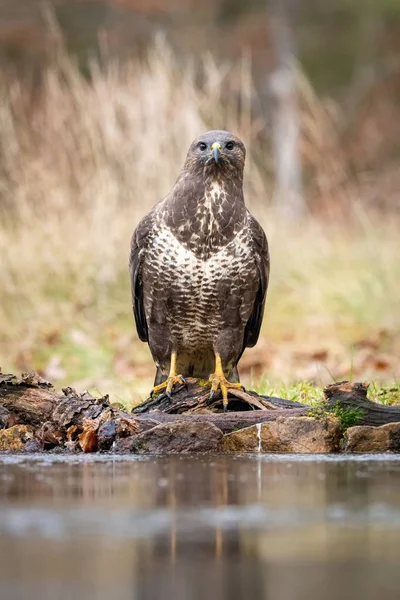 Common Buzzard Buteo Buteo Sitting Autumn Forest Typical Environment Wildlife — 스톡 사진