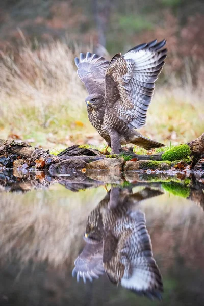Common Buzzard Buteo Buteo Standing Forest Waterhole Preparing Drink Mirroring — Stockfoto