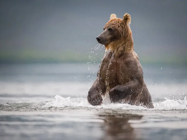 Kamtjatka Brunbjörn Ursus Arctos Beringianus Fångar Laxar Vid Kuril Lake — Stockfoto