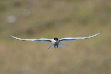 The Arctic Tern, Sterna paradisaea is flying and looking for its chicks to feed them, they nest in typical medow, at the famous Jkulsarlon glacier lake in Iceland