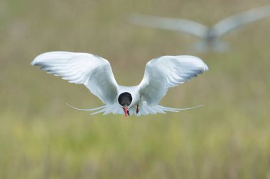 The Arctic Tern, Sterna paradisaea is flying and looking for its chicks to feed them, they nest in typical medow, at the famous Jkulsarlon glacier lake in Iceland
