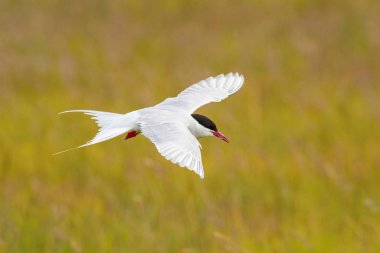 The Arctic Tern, Sterna paradisaea is flying and looking for its chicks to feed them, they nest in typical medow, at the famous Jkulsarlon glacier lake in Iceland
