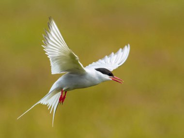 The Arctic Tern, Sterna paradisaea is flying and looking for its chicks to feed them, they nest in typical medow, at the famous Jkulsarlon glacier lake in Iceland