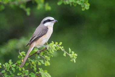 The Brown Shrike or Lanius cristatus is perched on the branch nice natural environment of wildlife in Sr Lanka or Ceylon