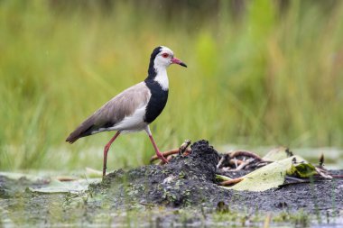 The Long-toed Lapwing or Vanellus crassirostris is walking on the ground in nice natural environment of Uganda wildlife in Africa