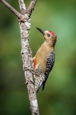 Melanerpes rubricapillus rubricapillus, Red-crowned woodpecker The bird is perched on the branch in nice wildlife natural environment of Trinidad and Tobago