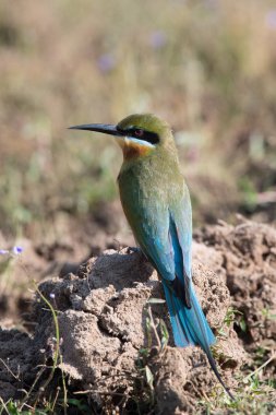 The Blue-tailed Bee-eater or Merops philippinus is standing on the ground in nice natural environment of wildlife in Sri Lanka or Ceylon