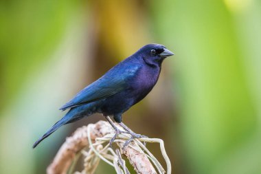 Molothrus bonariensis minimus, Shiny cowbird The bird is perched on the branch in nice wildlife natural environment of Trinidad and Tobago