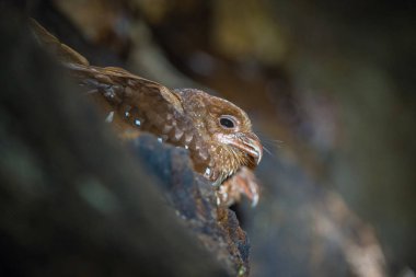Sıradışı kuşlar, Oilbird Steatornis caripensis, tipik doğal ortamında, karanlık mağarada, kayaların üzerinde yuva yapar.. 