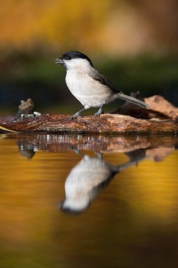 Parus palustris, Marsh tit The bird is sitting at the waterhole in the forest Reflecting on the surface Preparing for the bath Colorful backgound with some flower