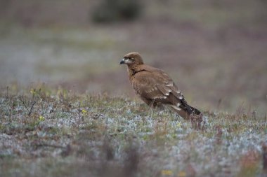 Carunculated caracara Phalcoboenus carunculatus, Ekvador 'daki Cotopaxi volkanının yakınındaki çimlerde oturuyor.