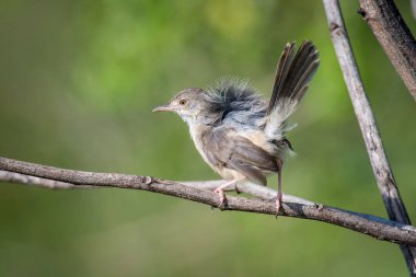 The Plain Prinia or The Plain or White-browed Wren-warbler or Prinia inornata is perched on the branch nice natural environment of wildlife in Sri Lanka or Ceylon