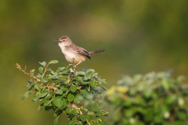 The Plain Prinia or The Plain or White-browed Wren-warbler or Prinia inornata is perched on the branch nice natural environment of wildlife in Sri Lanka or Ceylon