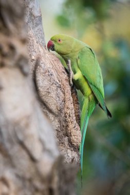 The Rose-ringed Parakeet or Psittacula Krameri is sitting on the tree near his nest during the nesting season in Sri Lanka or Ceylon